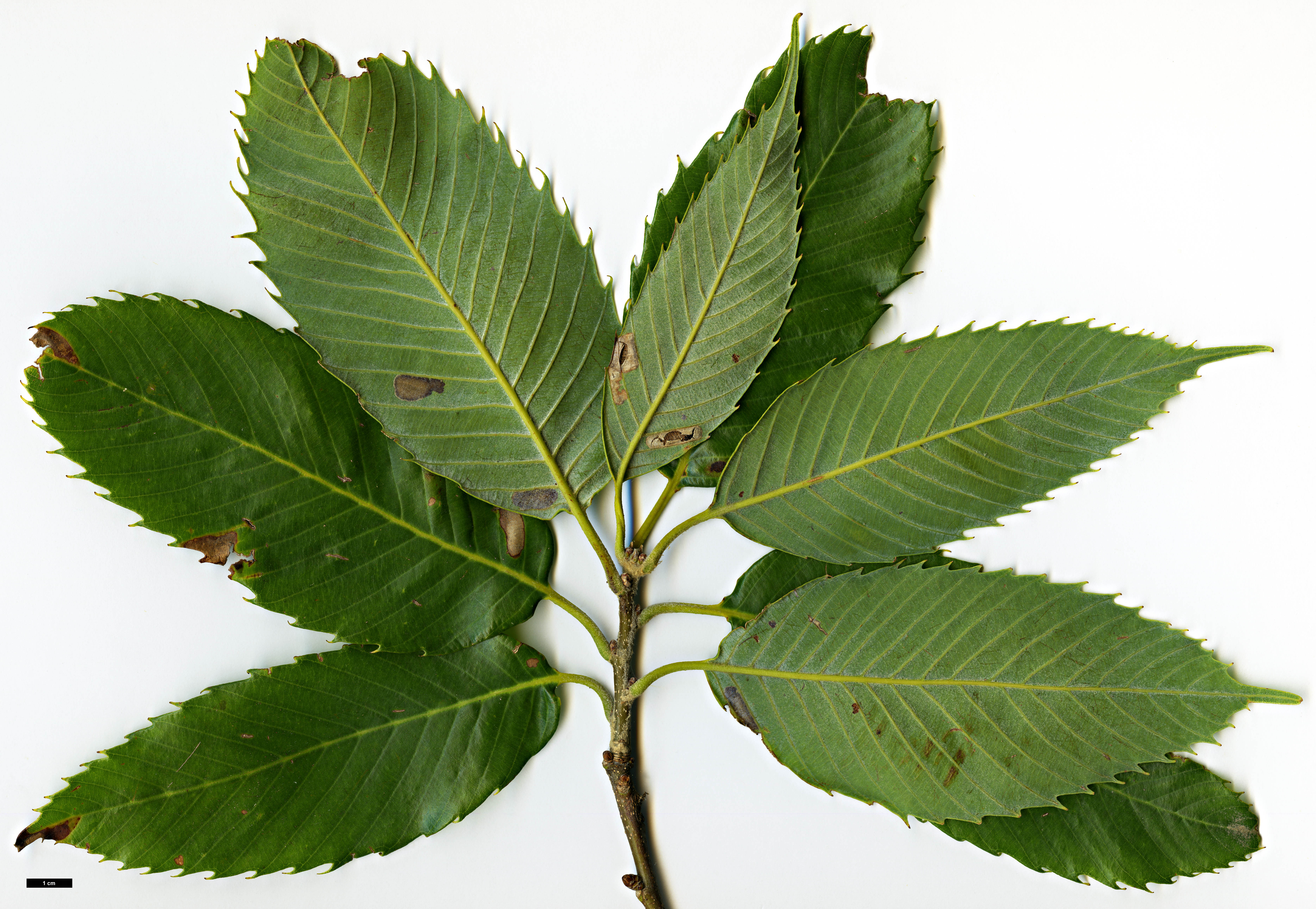 High resolution image: Family: Fagaceae - Genus: Quercus - Taxon: chrysocalyx 